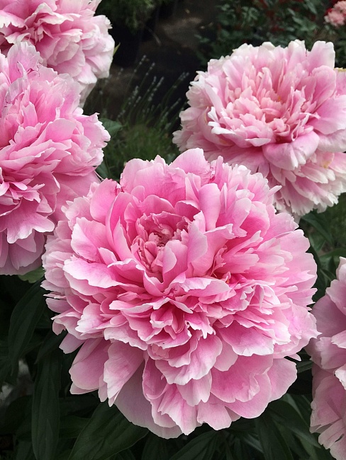 Пион травянистый Сара Бернар 