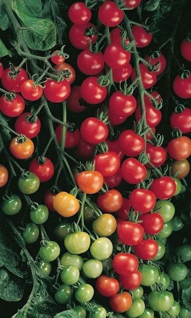 Томат Свит Черри F1 (УД) 20 шт цв п