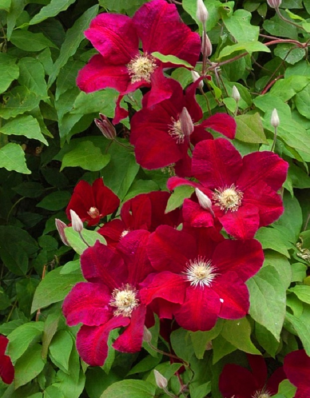 Клематис Зося 1 шт Р9