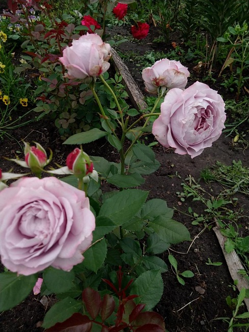 https://agrosemfond.ru/catalog/rozy_1/floribunda/roza_floribunda_novalis_1_sht/