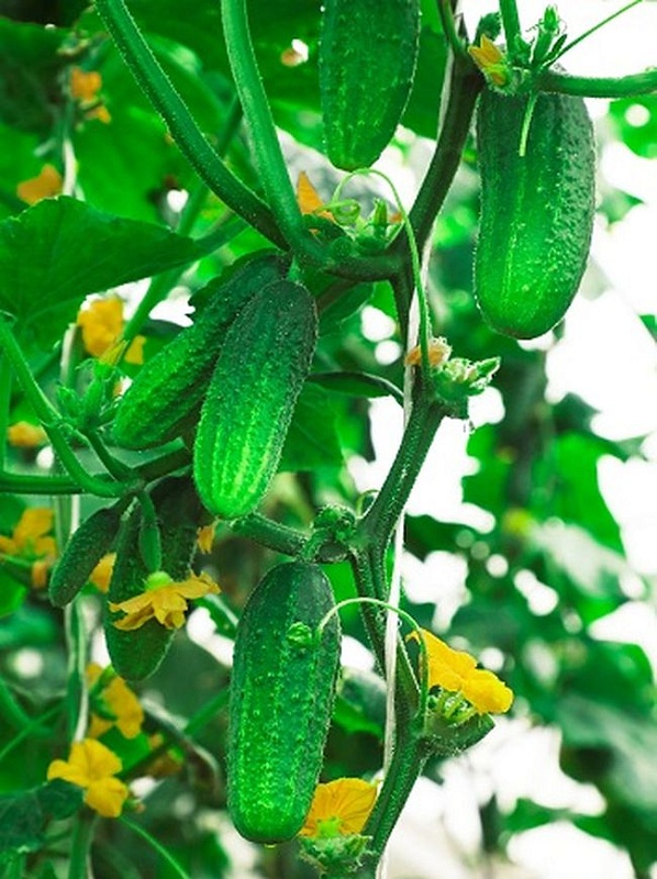 Огурец Стрелец F1 0,25г цв.п (Сибирская серия)