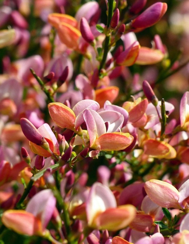 Ракитник Зеландия 1 шт Р9