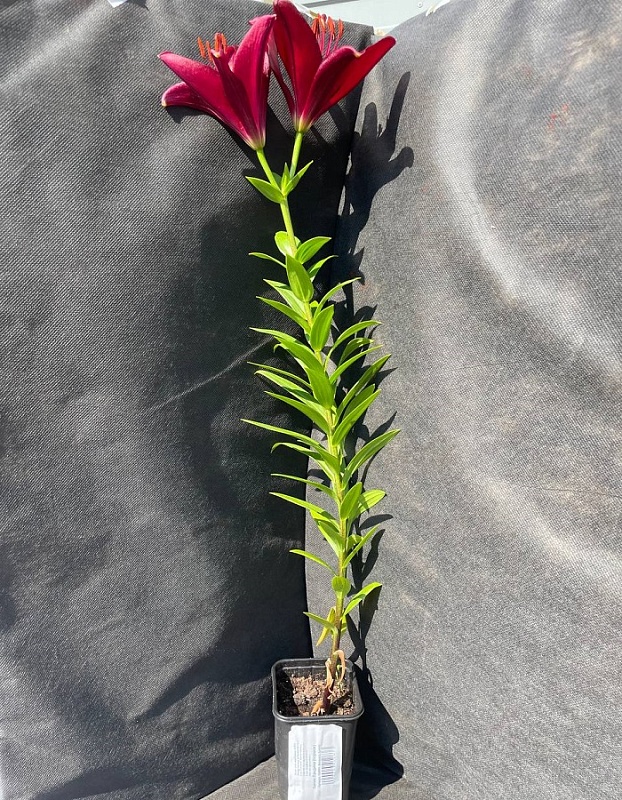 Лилия Ландини 