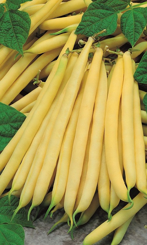 Фасоль Уральский дачник - овощная (УД) 10 шт цв п