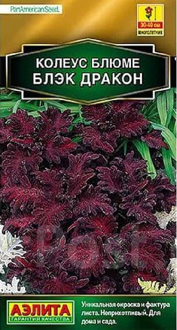 Колеус блюме Блэк дракон (Аэлита) 5 шт