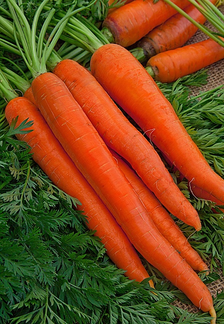Морковь Витаминная 6 2 гр б.п КЭШБЭК 25%