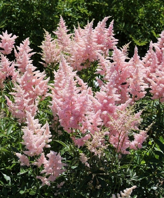 Астильба Глиттер энд Гламур 