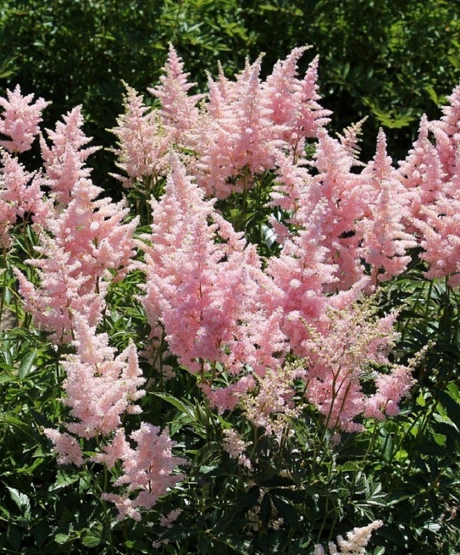 Астильба Глиттер энд Гламур 