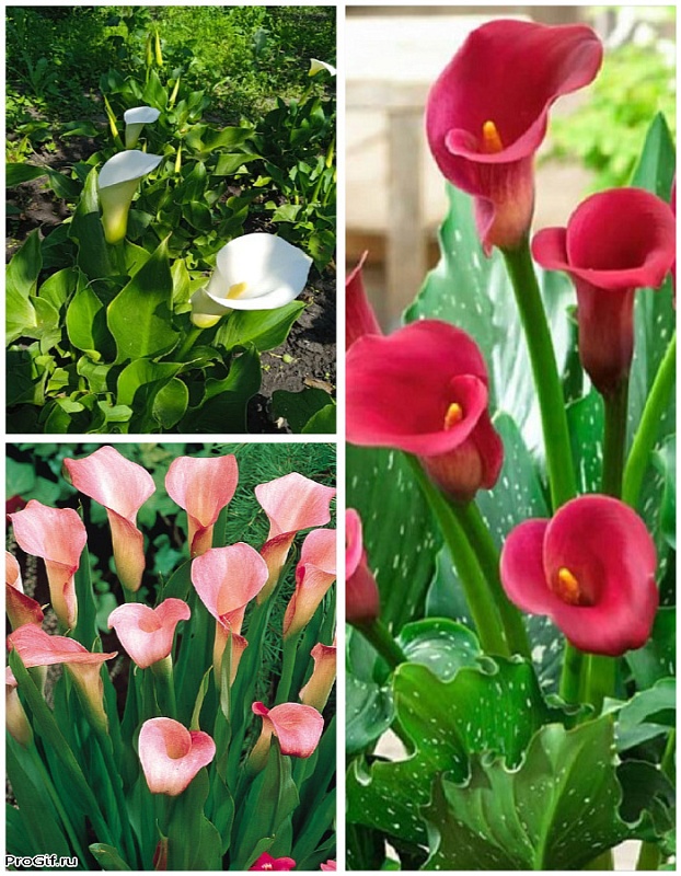 Микс калл Первая Любовь 3 шт.