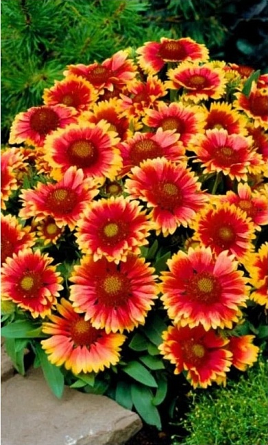 Гайлардия Яшма ASF 1 шт Р9