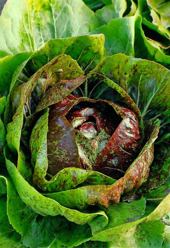 Салат цикорный Контраст (Селекция "ВХ") 1 гр цв.п