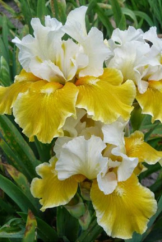 Ирис Эхо де Франс