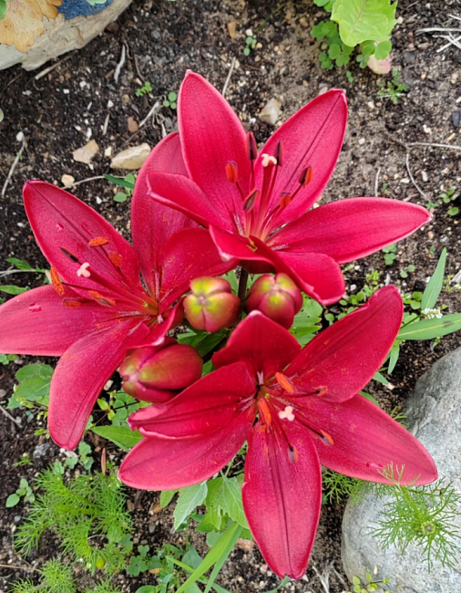 Лилия Тренди Гавана