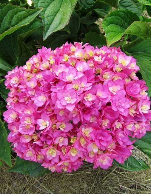 Гортензия крупнолистная Ю Энд Ми Тугевер 1 шт Р9