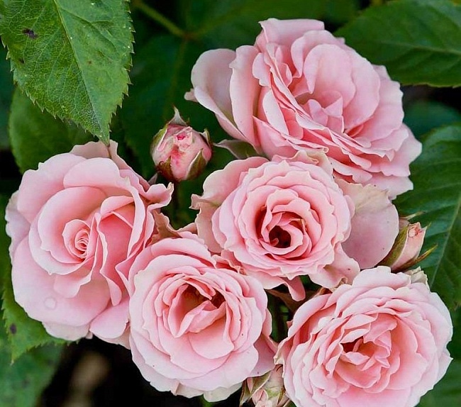 Роза спрей Лидия