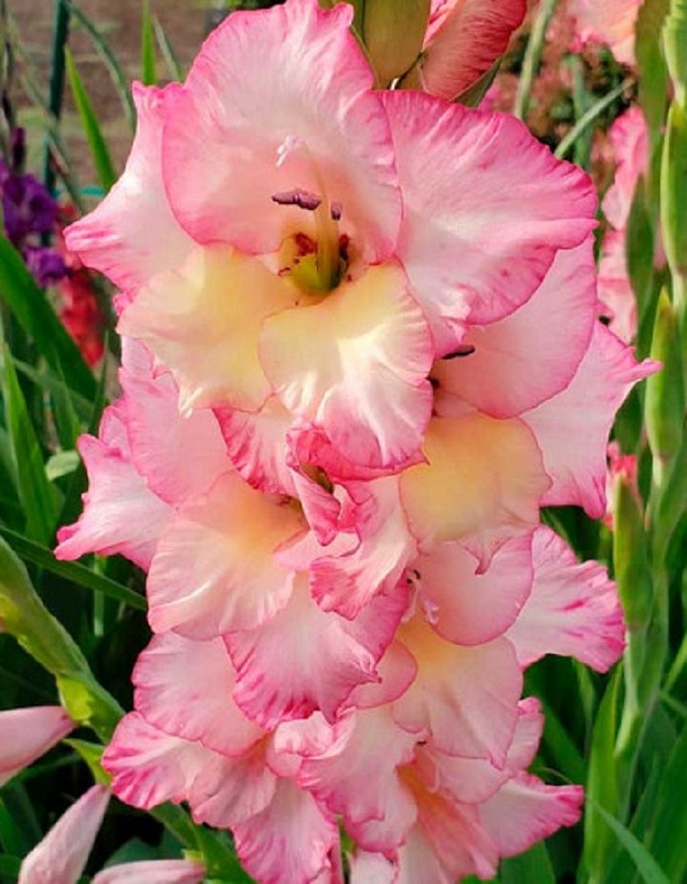 Гладиолус Присцилла 1 уп. (3 шт.)