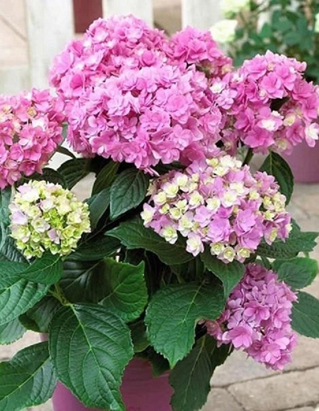 Гортензия крупнолистная Ю энд Ми Форевер ASF 1 шт Р9