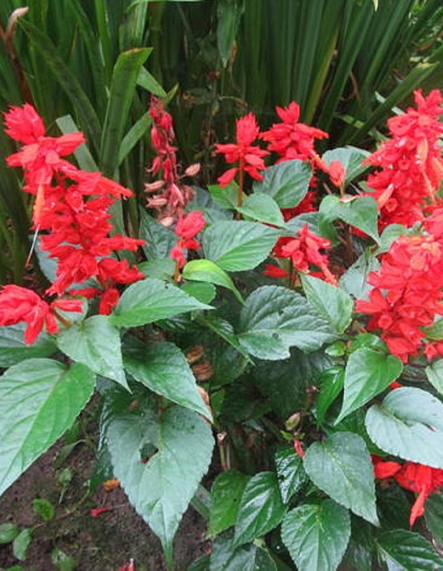 Сальвия Скарлет (УД) 0,05 г