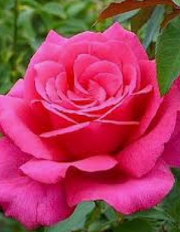 Роза чайно-гибридная Пинк Эксплорер 