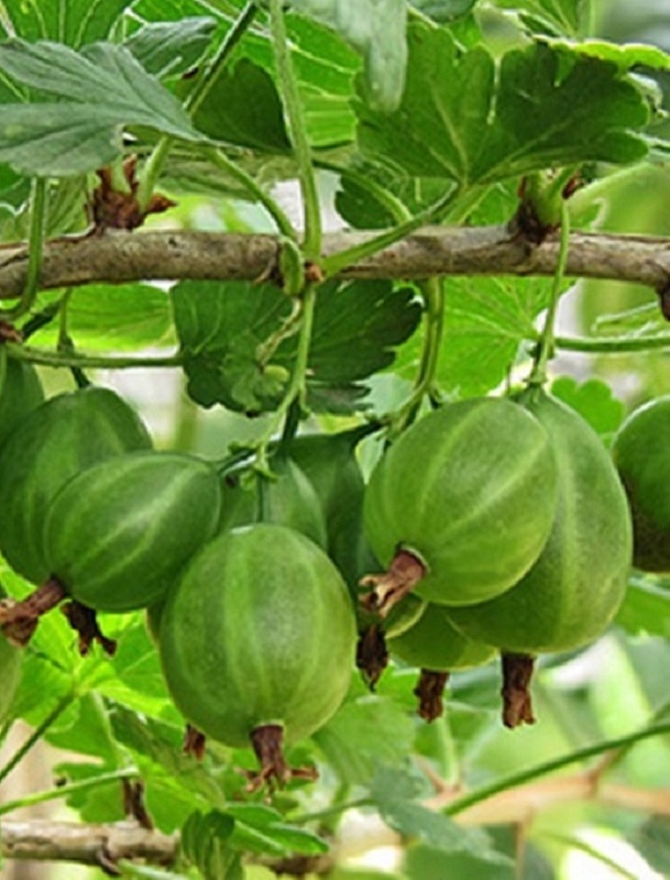 Крыжовник Уральский виноград