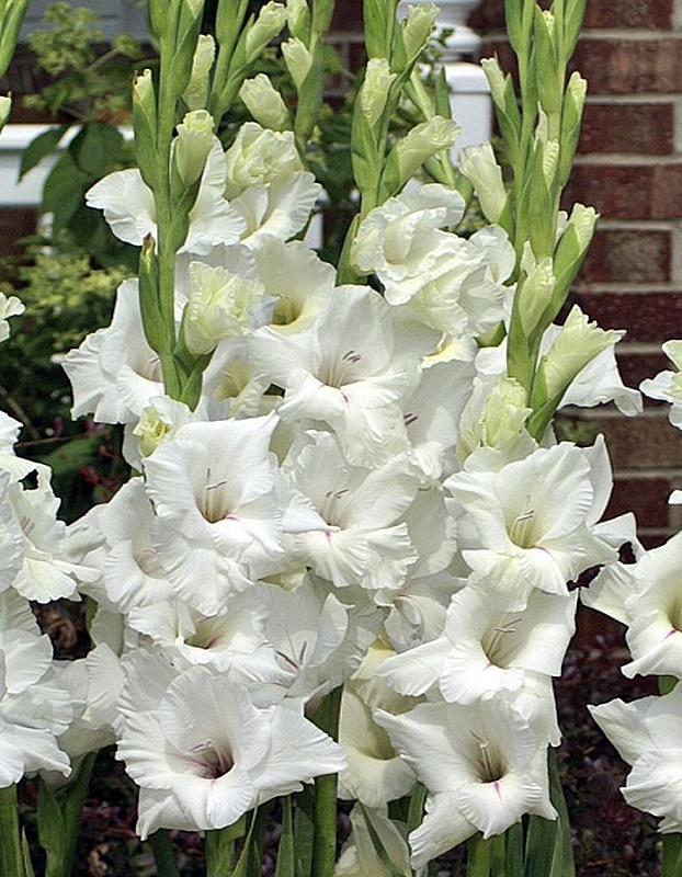 Гладиолус Декадент 