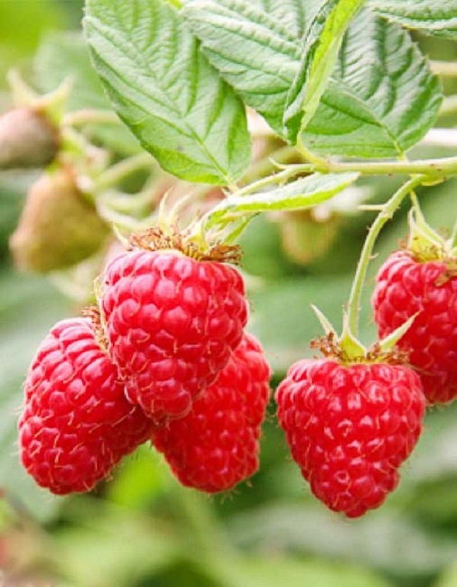 Малина Маравилла 