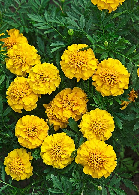 Бархатцы отклоненные Лемон Дроп 0,5 гр