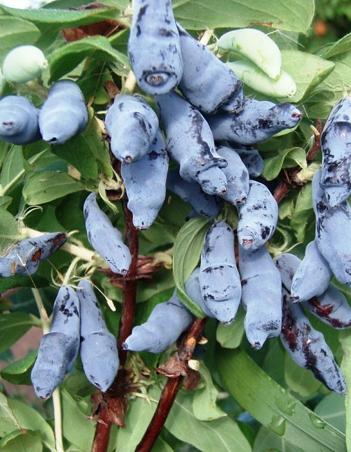 Жимолость съедобная Гордость Бакчара