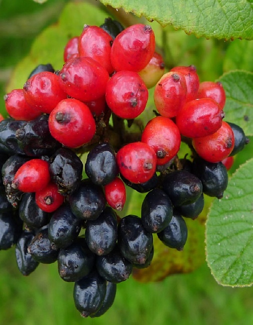 Калина Ауреус