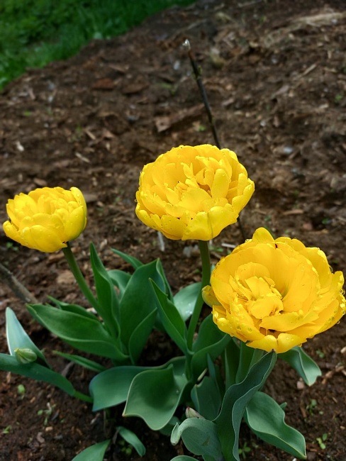 Тюльпан Йеллоу Помпонетт 1 уп. (3шт.)