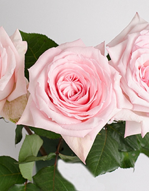 Роза чайно-гибридная Пинк Охара 