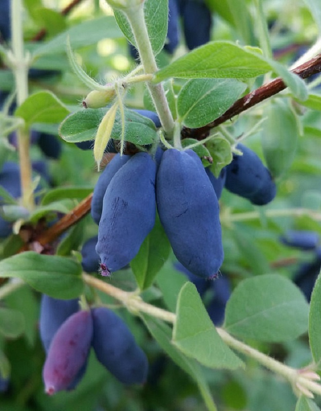 Жимолость съедобная Голубой десерт 