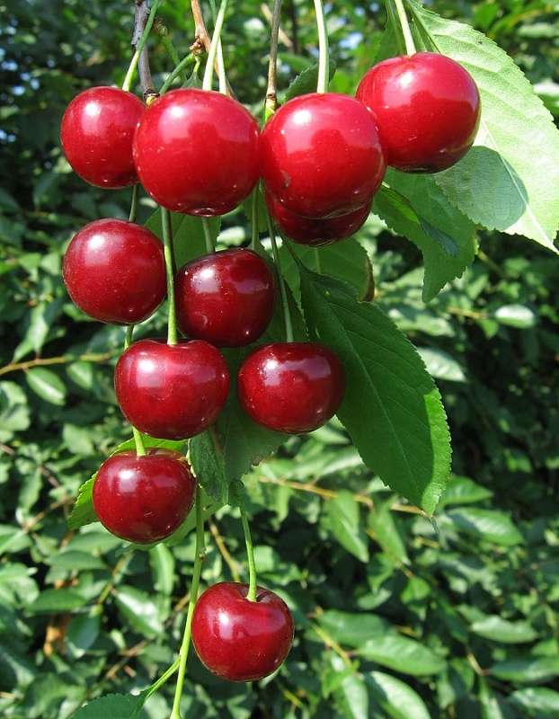 Вишне-черешневый гибрид (ВЧГ) Саратовская малышка 