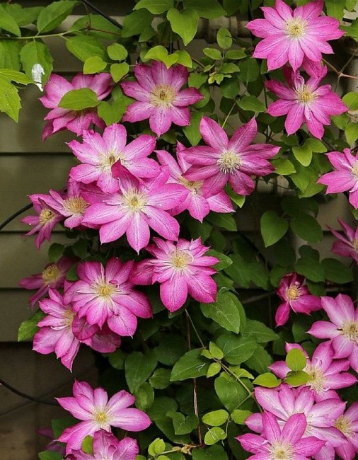 Клематис Асао 1 шт Р9