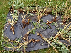 Подготовка корневища дицентры к весенней посадке