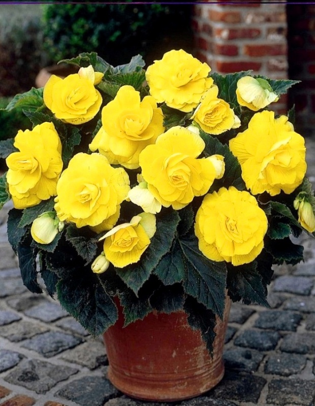 Бегония махровая Желтая 