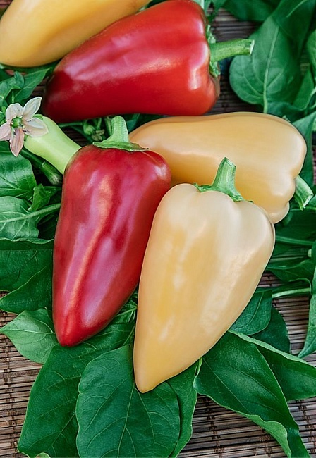 Перец сладкий Солнечный 0,1 г цв.п (Сибирская серия) КЭШБЭК 25%