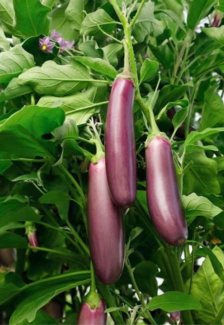 Баклажан Сизый нос (Селекция "ВХ") 0,1гр. цв.п.