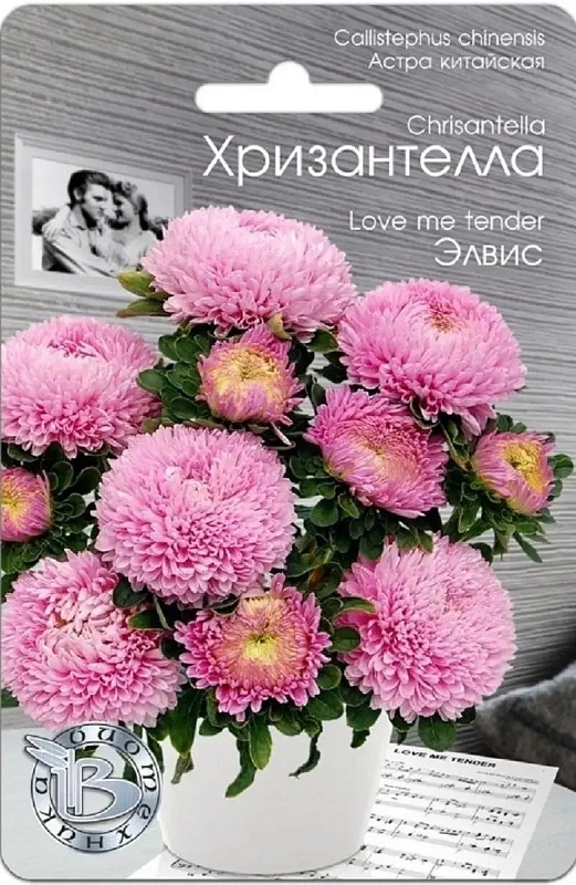 Астра Хризантелла Элвис 30 шт