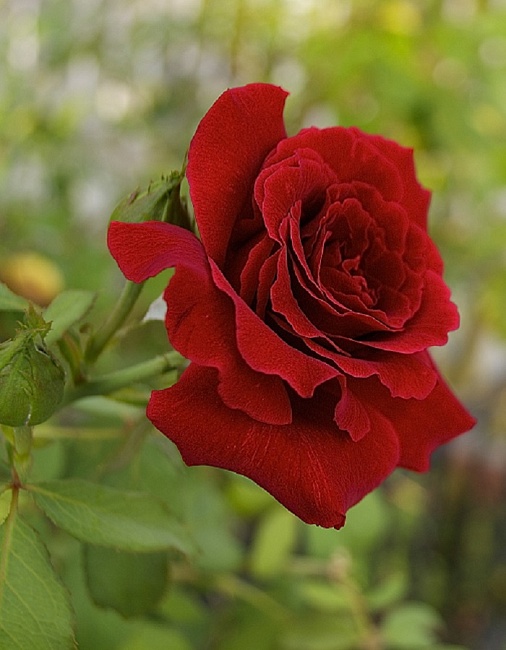 Роза миниатюрная Красный 1 шт