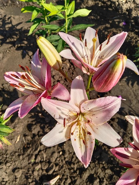 Лилия Марлен 