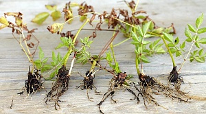 Подготовка корней астильбы к посадке