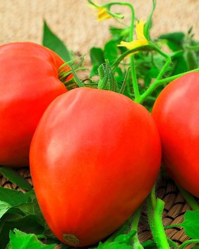 Томат Вельможа 0,05 гр цв.п