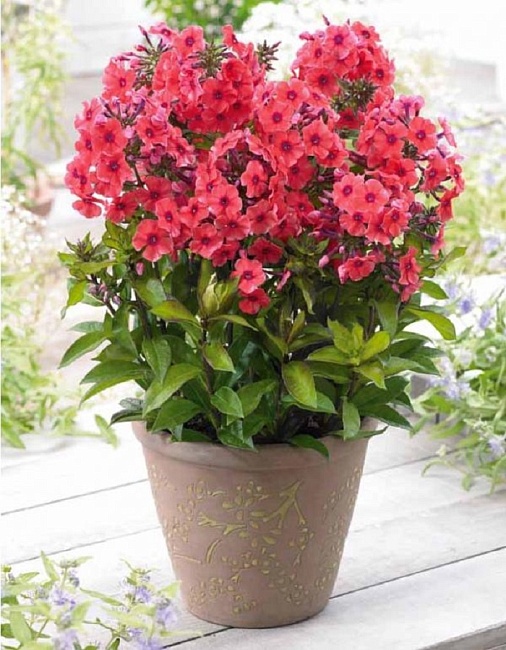 Флокс Текила Санрайз 