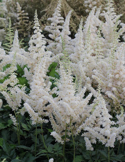 Астильба Уайтберри