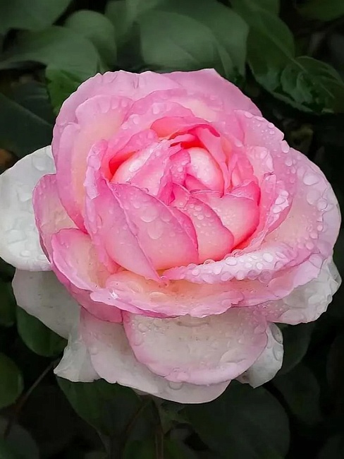 Роза чайно-гибридная Оноре де Бальзак 1 шт