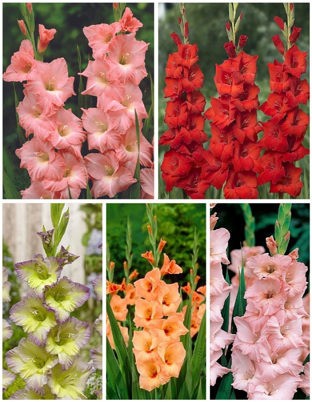Микс гладиолусов "Царский букет" голландская селекция 5 шт.