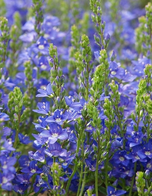 Вероника распростертая Нестор 1 шт Р9