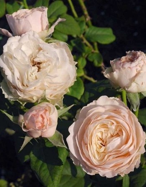 Роза чайно-гибридная Кейра 