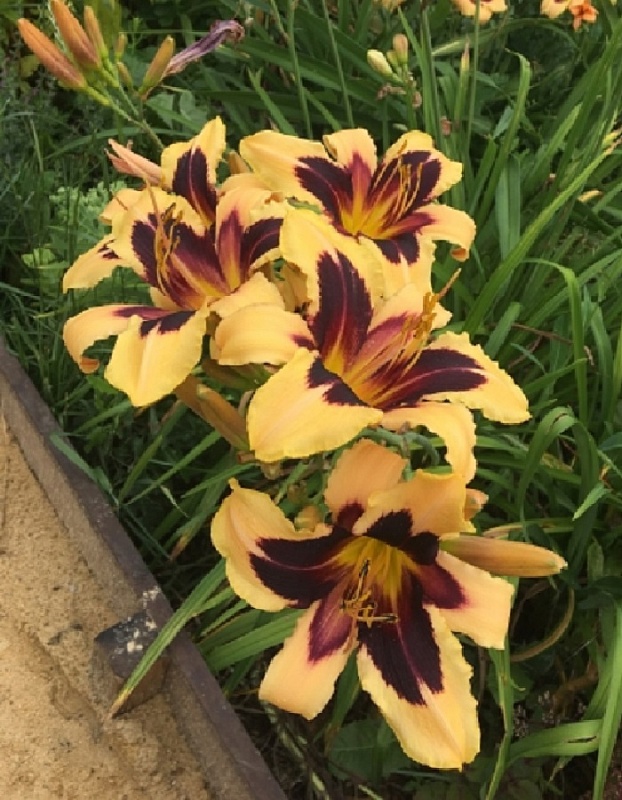 Лилейник Индиан Скай